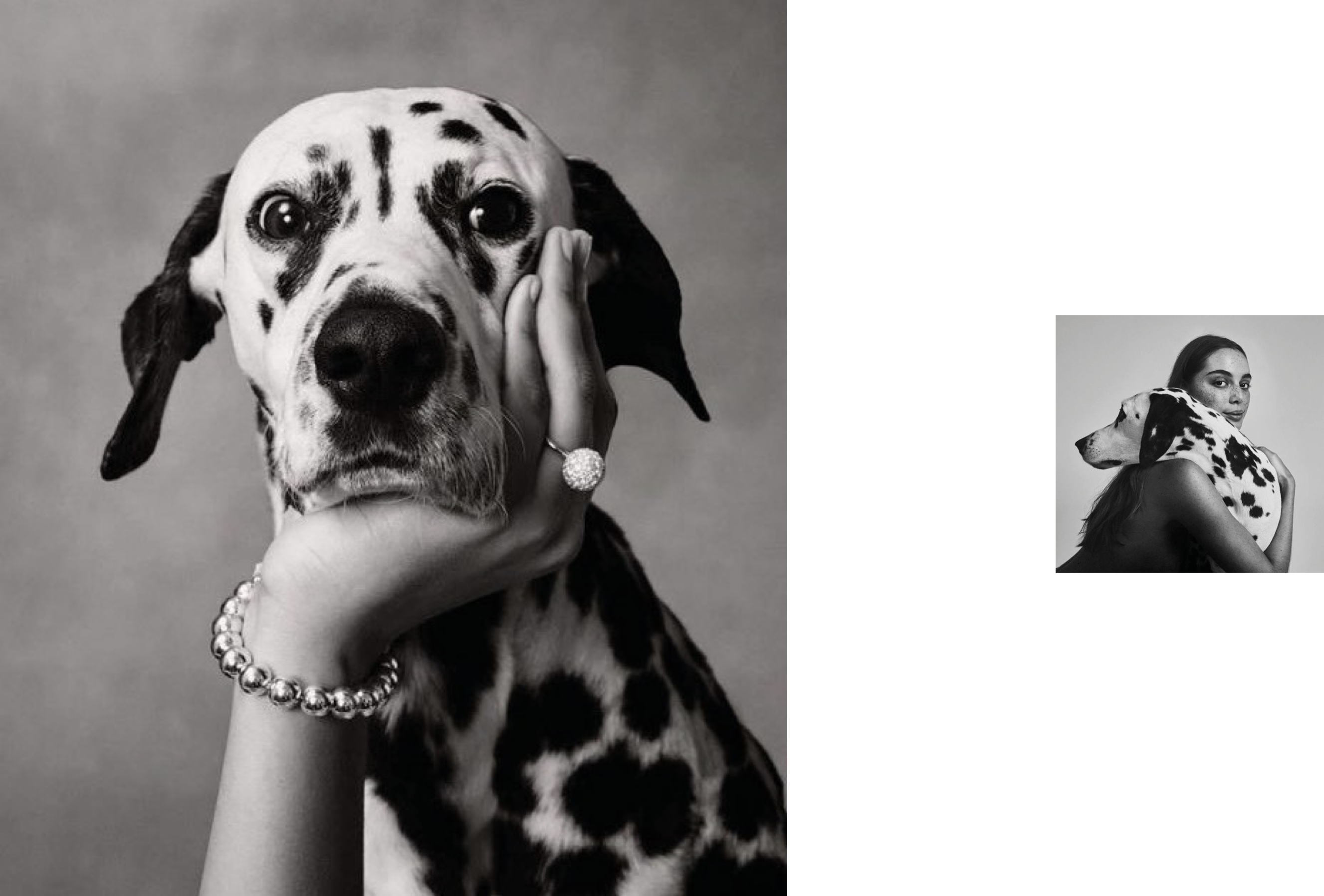 Dalmatian held gently by its owner