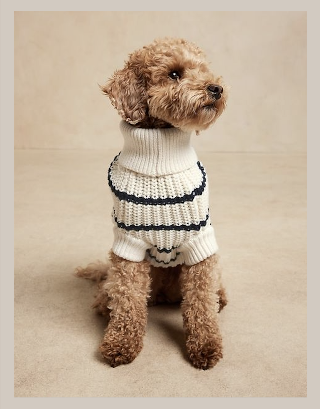 Brown poodle wearing a knitted sweater