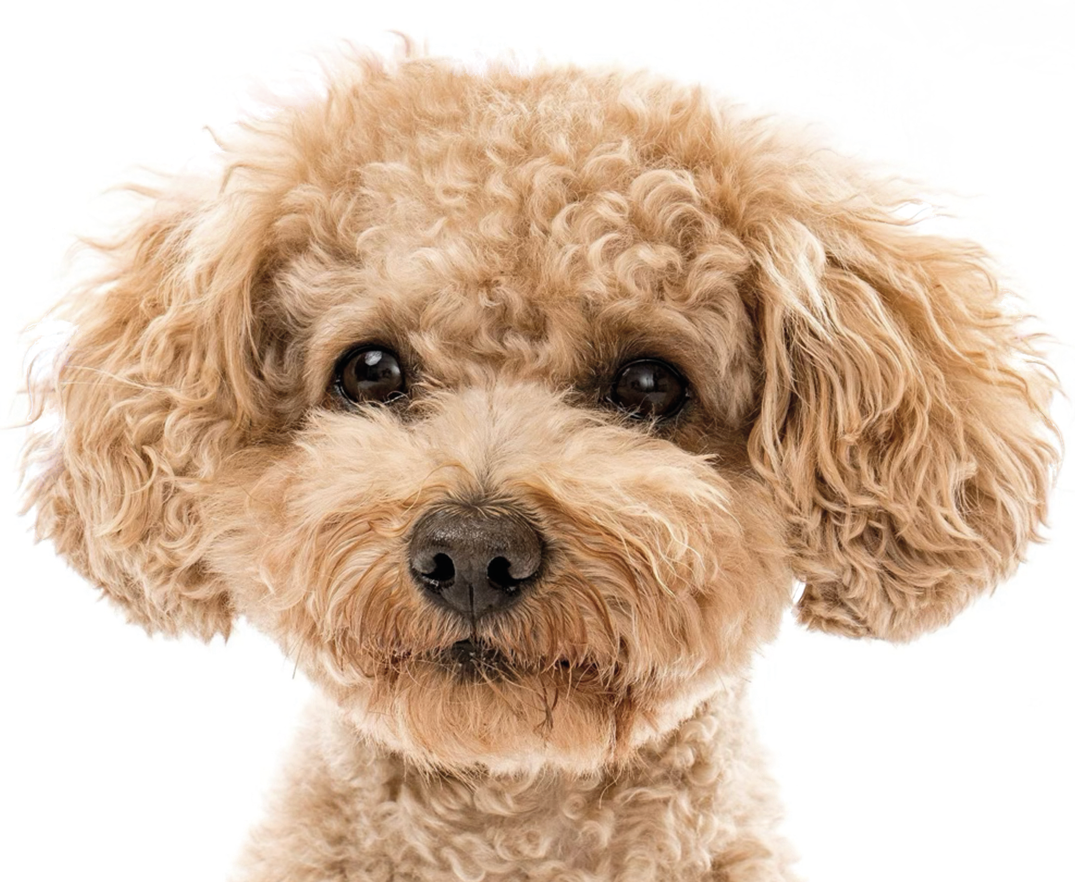 Curly-haired dog