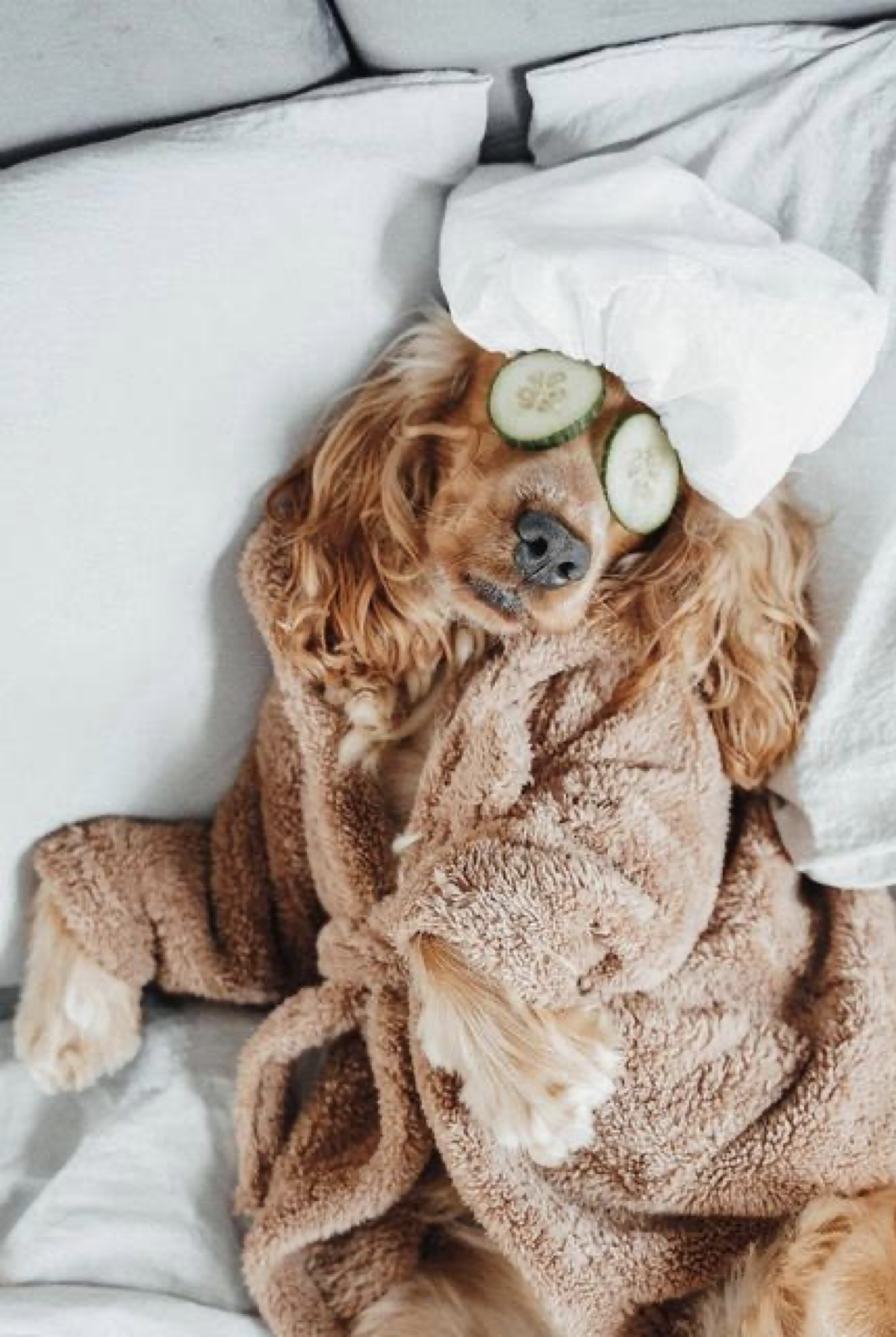 Dog enjoying a relaxing wellness day